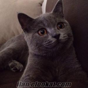 9 aylık british shorthair erkek kedime eş arıyorum