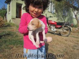 satılık av köpeği biga çanakkale