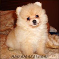 Satılık Pomeranian Boo yavruları.