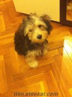 satılık morkie terrier babası yorkshire annesi maltese