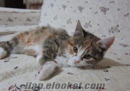 Zonguldak/Ereğli 5 Aylık Ücretsiz Tekir Kedicik İncir