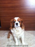 Sahibinden Cavalier King Charles* Spaniel