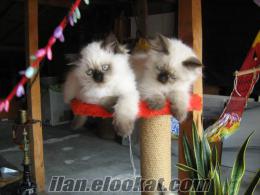 RAGDOLL KEDİSİ VERİYORUM