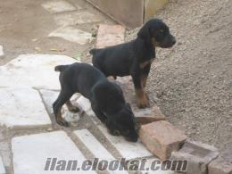 1 aylık Safkan KİNG DOBERMAN