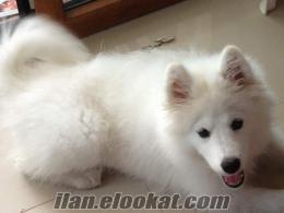 kocaeliden satılık samoyed yavrusu