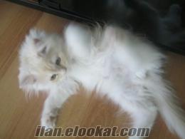 antalyada iran kedisi antalyada sahibinden iran chinchilla