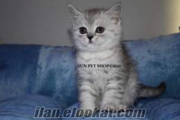 SATILIK BRITISH SHORTHAIR(SILVER) SUN PET SHOP