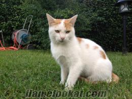 izmir gültepede kaybolan sarı beyaz erkek kedi aranıyor.