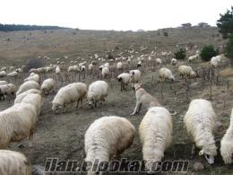tokatta sahibinden satılık200 tane karayaka damızlık koyun 1 ay sonra kuzular
