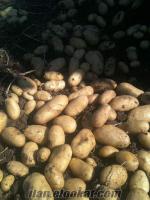 tohumluk patates sandıklı SERTİFİKALI PATATES TOHUMU