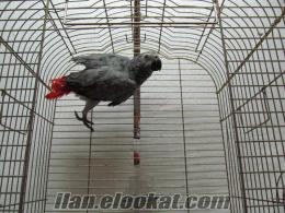 jako pirinç papağan kafesi Kongo Jako Papağanımı Büyük Pirinç Kafesi ile Veriyorum.