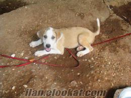 Antalyada sahibinden satılık jack russel cinsi ev köpeği
