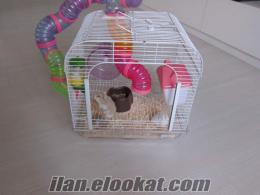 izmirden satılık hamster (gonzales) kafesi ve 3 adet hamster