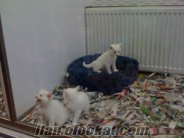 Eskişehir Osmangazide ankara kedileri