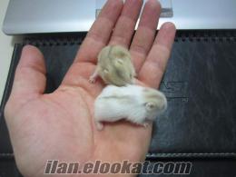 TOPLAM 7 ADET HAMSTER 40 TL