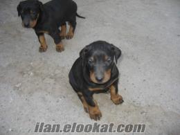 satılık king doberman yavru : son 2 yavru