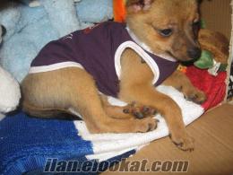 Kırklareli L.Burgazda sahibinden satılık chihuahua (şivava) köpeği