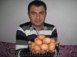 satlık yumurta tavukları Kahramanmaraşda satlık yumurta