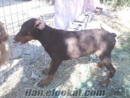 KİNG DOBERMAN YAVRULAR BU FİYATA DENİZLİ PET''DEN