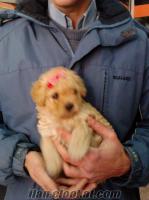 ____*** TOY POODLE YAVRU ***___