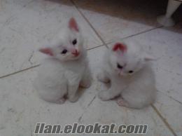 orjianal van kedisi yavruları 1 aylık