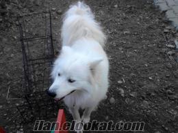 Samoyed erkek damızlık köpek