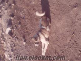 afyonda sahibınden satılık kangal kırması köpekleri