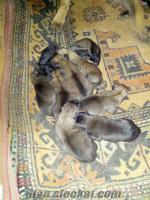 belçika kurt yavruları satılık belçika kurt köpeği yavruları