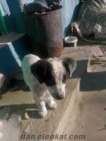izmir kemalpaşa da sahibinden satılık terrier köpeği
