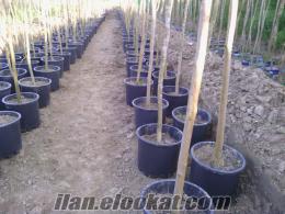 oya ağacı Üreticiden satılık OYA AĞACI Toplam 500 adet