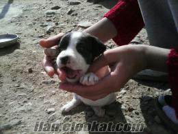 izmir sahibinden satılık fransa bulldog