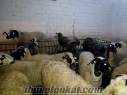 34 ad. gebe safkan çeşme sakız koyunlarım sahibinden acil satılıktır
