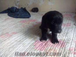 Siyah Renk-1 aylık Labrador yavruları