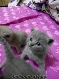 Çok uygun fiyata safkan british shorthair yavruları