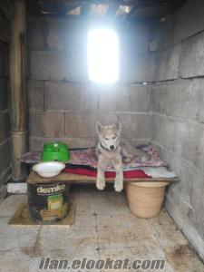 gaziantep köpek ilanları ORJİNAL sahibinden 3 aylık yavru sibirya