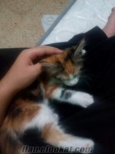 mersin satılık kedi Mersin Satılık Yavru Kedi