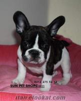 SUN PET SHOP SATILIK FRANSIZ BULLDOG YAVRULARI