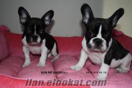 SUN PET SHOP TAN HARİKA FRANSIZ BULDOG YAVRULARI