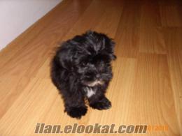 istanbulda satılık siyah yorkshire terrier