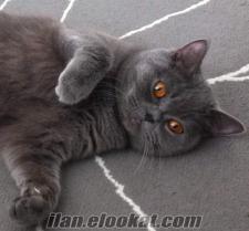 İstanbulda dişi british shorthair kızıma eş arıyorum