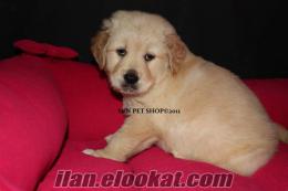 SUN PET SHOP SATILIK GOLDEN YAVRULARI