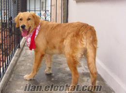 izmir köpek sahiplendirme Bayraklıda golden retriever