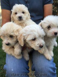 denizliden köpek denizliden satılık maltese terrier