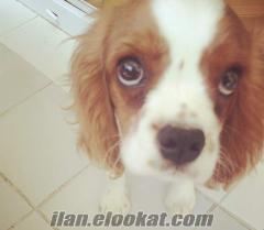 Sahibinden 3 aylık king charles spaniel erkek Ankara