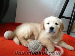 Konya'da Satılık Golden Retriever Yavrusu - Dişi