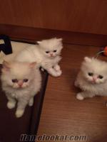  Sahibinden Safkan Beyaz İran Kedi Yavruları