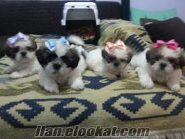 HARİKA SHIH TZU BEBEKLER