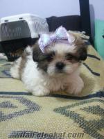 HARİKA SHIH TZU BEBEKLER