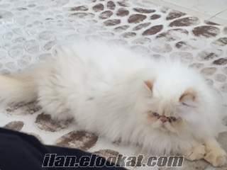 mersin iran kedisi Sahibinden satılık safkan persian iran kedisi