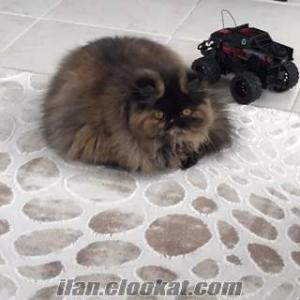 mersin iran kedisi Sahibinden satılık safkan iran persian kedisi